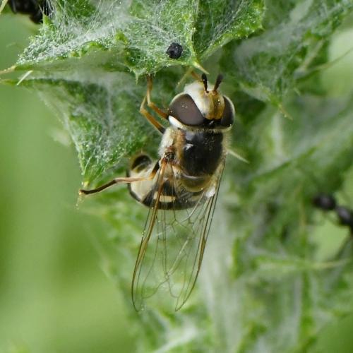 Scaeva pyrastri